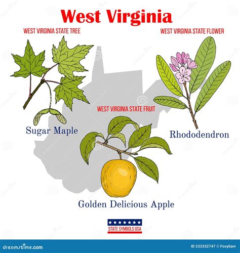 West Virginia. Set of USA Official State Symbols Stock Vector - Illustration of medicinal, apple ...