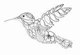 Coloring Book Tropical Hummingbird  FREE Download — Sarah Voyer sketch template