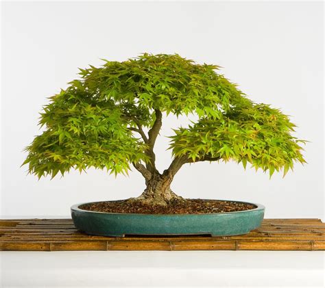 Japanese maple Acer palmatum Yatsubusa Group In training since 1946 | Bonsai art, Bonsai ...