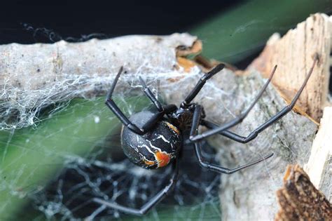 Female black widow spider mates with and eats multiple males | New ...