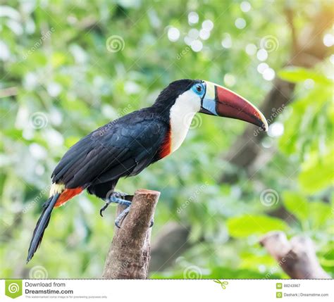 Great hornbill stock image. Image of black, cage, creature - 88243967