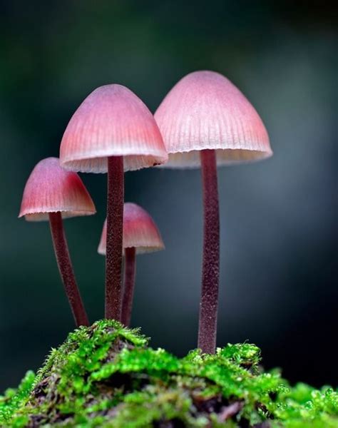 sweetd3lights | Stuffed mushrooms, Pink mushroom, Mushroom pictures