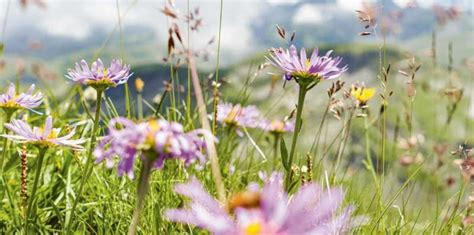 How alpine plants respond to climate change