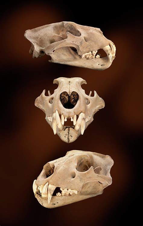 Barbary Lion Skull Photograph by Natural History Museum, London - Fine ...