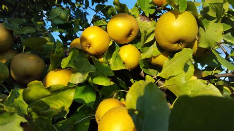 Asian pears harvested - General Gardening - Growing Fruit