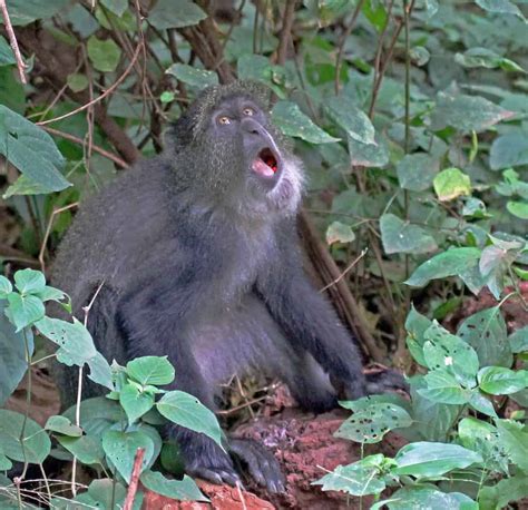 Blue Monkey | Focusing on Wildlife