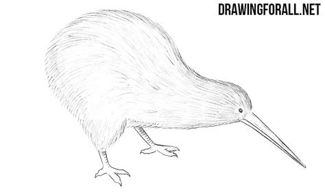 How to Draw a Kiwi Bird