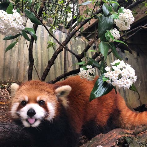 Zoo Atlanta Honors Idgie By Saving Red Pandas In The Wild