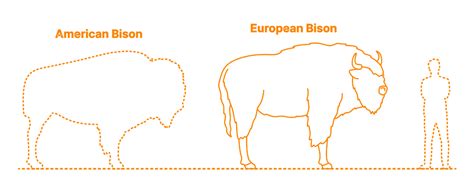 European Bison (Bison bonasus) Dimensions & Drawings | Dimensions.com