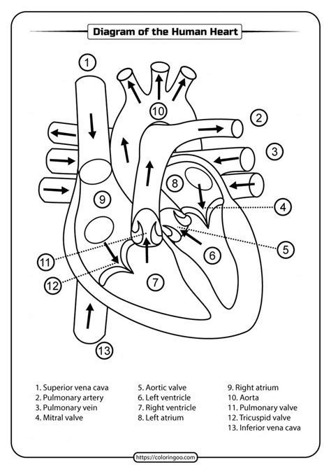 Human Heart Diagram Without Labels Black And White