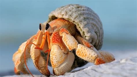 Hermit crab characteristics, lifespan & facts, Paguroidea crabs