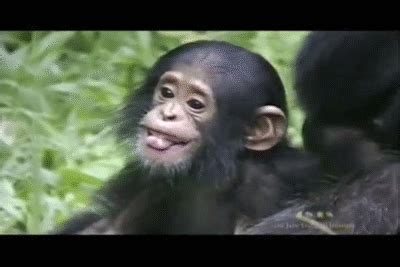 Happy Baby Chimpanzee on Make a GIF