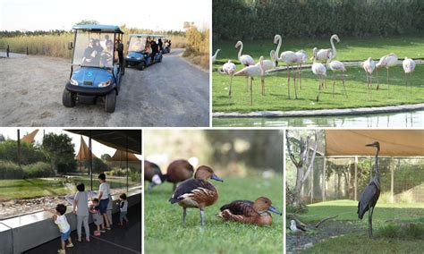 Get wild at The Wasit Wetland Centre | Time Out Dubai