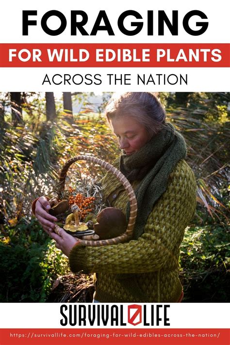 Foraging For Wild Edible Plants Across the Nation | Edible wild plants, Wild edibles, Edible plants