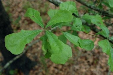 Water Oak - Institute of Food and Agricultural Sciences - University of Florida, Institute of ...