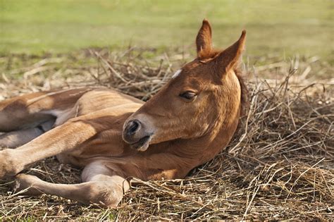 Banamine® (flunixin meglumine) for Horses: Uses, Dosages & Side Effects | Mad Barn