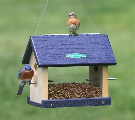 Duncraft.com: Duncraft 3004 Eco-Strong Bluebird Feeder | Blue bird, Bird feeder hangers, Bird