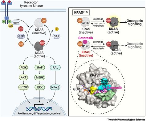 Sotorasib: a KRASG12C inhibitor for non-small cell lung cancer: Trends ...