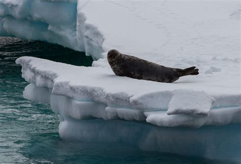 Hooded Seal | Facts, pictures & more about Hooded Seal