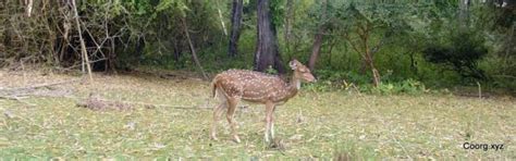 Nagarhole National Park