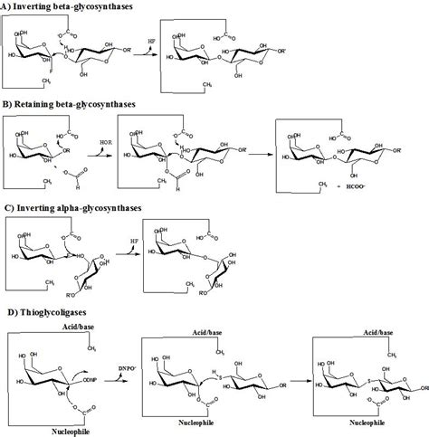 Glycosidases – A Mechanistic Overview | IntechOpen