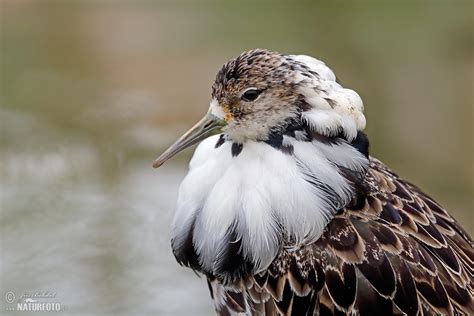 Ruff Photos, Ruff Images, Nature Wildlife Pictures | NaturePhoto