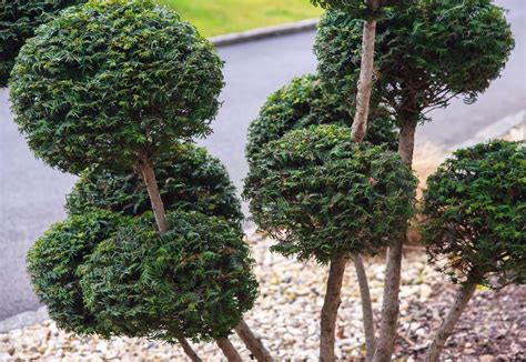 11 Best Topiary Plants to Grow