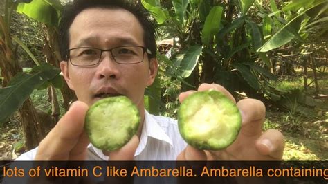 西洋橄欖的功效及食用方法。Health benefits of Spondias dulcis（Ambarella fruit）.Buah ke... | Health, Fruit ...