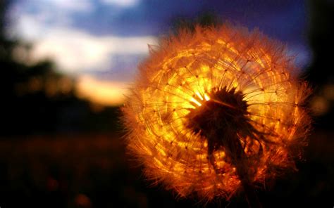 Dandelion Amazing Sunset, HD Nature, 4k Wallpapers, Images, Backgrounds ...