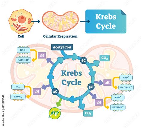 Krebs cycle vector illustration. Citric tricarboxylic acid labeled ...