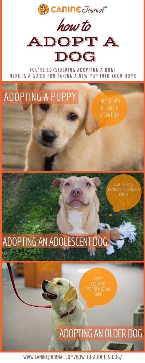 How To Adopt A Dog Guide (And Our Experience) | CanineJournal.com | Dog adoption, Rescue puppies ...