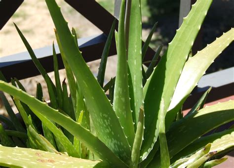 Medicinal benefits of miracle herb; Aloe Vera - Ayurveda and Yoga