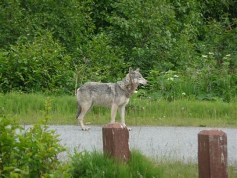 20 Incredible Anchorage Hiking Trails Perfect for All Levels - Alex on ...