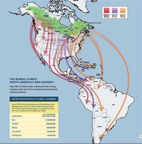 Boreal Songbird Initiative calls for 50% of boreal forest preservation