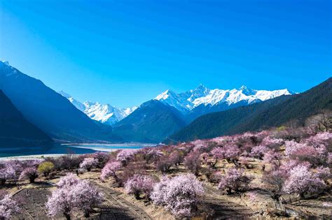 雅鲁藏布江畔的十里花溪-拉萨林芝两地 5晚6天_八大洲旅游