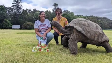 The oldest animal in the world celebrates its 190th birthday with a ...