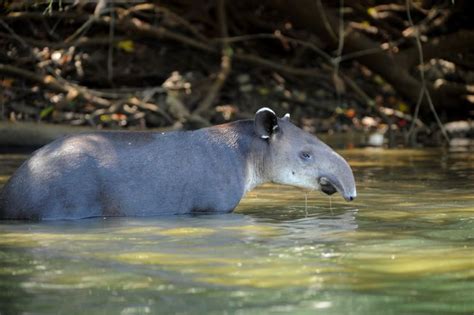 The Baird's Tapir provides a great reason to explore Costa Rica - Go Visit Costa Rica