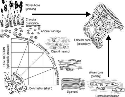 Elastic Cartilage Labeled Ground Substance