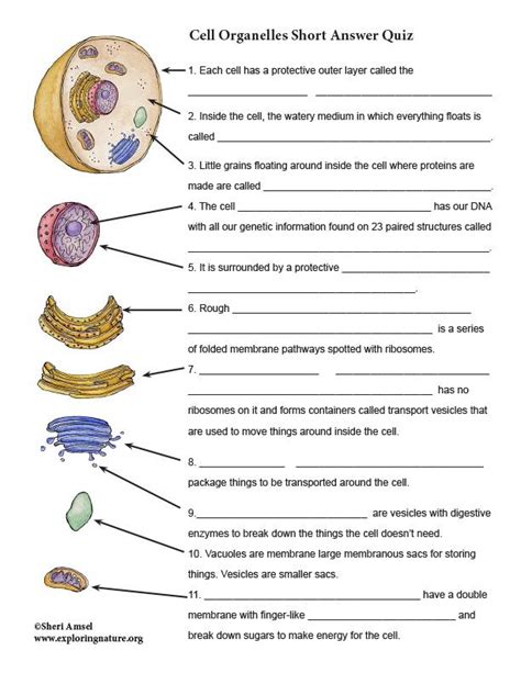 Pin by Lorena Perkins on school stuff | Biology lessons, Cell organelles, Biology classroom