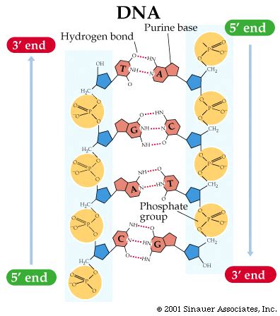 Hydrogen Bonds In Dna