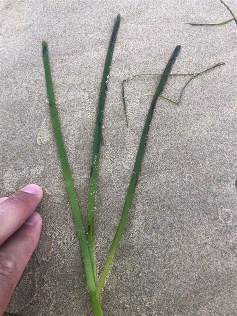 Zostera marina L., Eelgrass (World flora) - Pl@ntNet identify