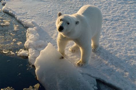 L’ours polaire | WWF-Canada