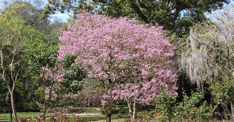 17 flowering trees to plant this spring