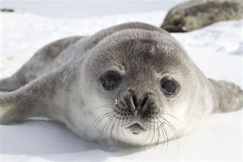 Cuccioli Di Foca Di Weddell Sul Ghiaccio Dell'ANTARTIDE Immagine Stock - Immagine di avventura ...