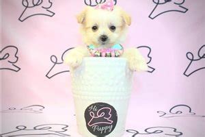 Malti Pom - Maltipom Puppies for Sale from Reputable Dog Breeders