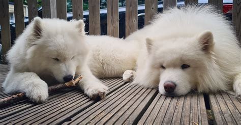 The Samoyed | Snow & Winter Tyzerro Samoyeds | Amsterdam