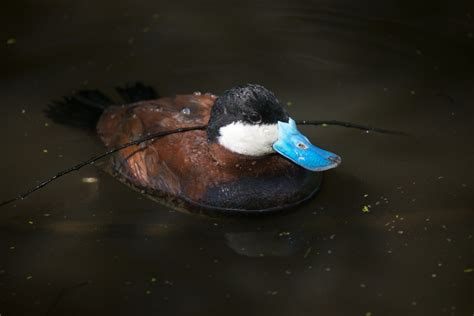 Duck Migration - Bird Watching Academy