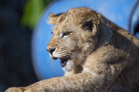 Profile of a lying cub | Profile of one of the cubs lying on… | Flickr