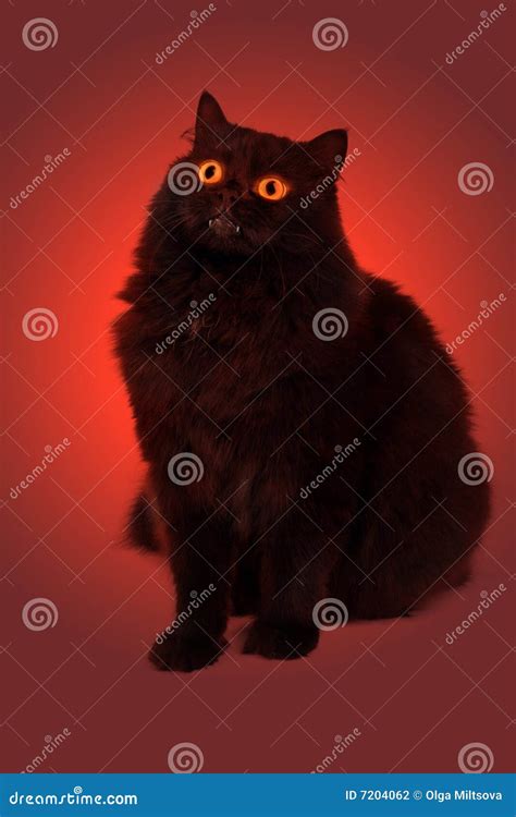 Evil Black Cat With Glowing Eyes Stock Photography - Image: 7204062