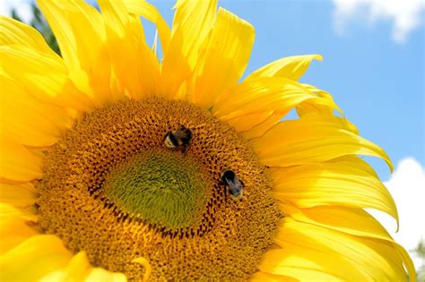 Sunflower Bee Pollination - Free photo on Pixabay - Pixabay